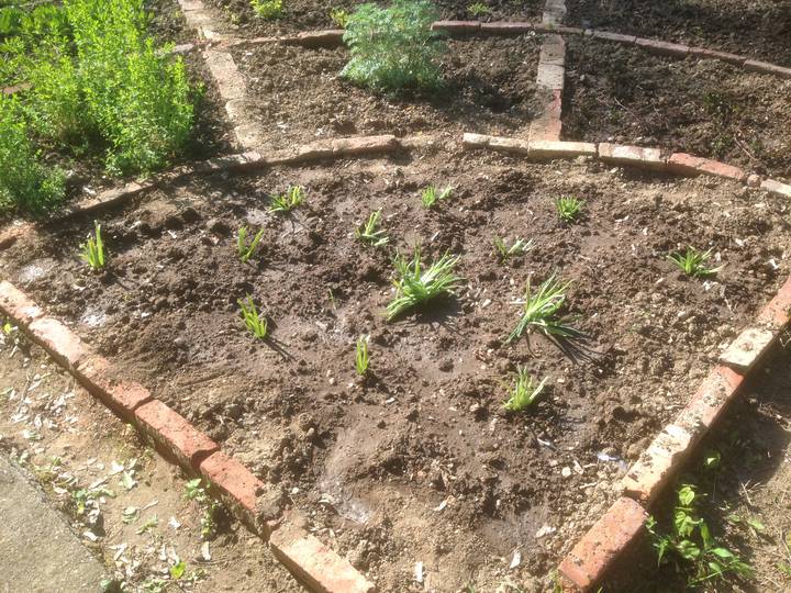 Aloe Vera ltetse a kertbe