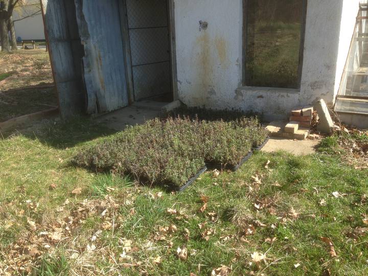Els 400 levendulat a kertbe rkezik